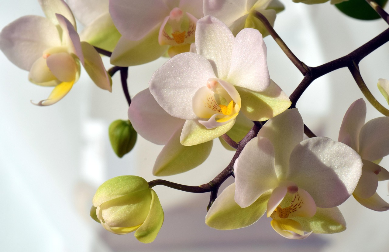 Orchidea con radici argentee, segno di sete, e radici verdi, simbolo di salute.