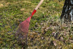 Prato ingiallito in fase di scarificatura primaverile per rinvigorire l'erba.