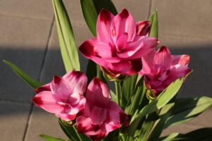 Curcuma in vaso con fiori gialli e arancioni, fioritura rigogliosa che dura mesi.
