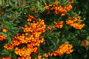 Pyracantha con bacche arancioni e spine, siepe ideale per uccelli e sicurezza invernale.